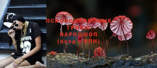 прущие грибы Алзамай